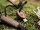 Feuerstarter XL Naturensöhne